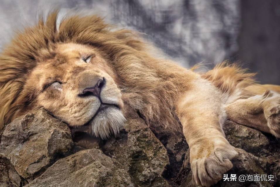 沉睡的雄狮（中国是沉睡的雄狮） 第1张