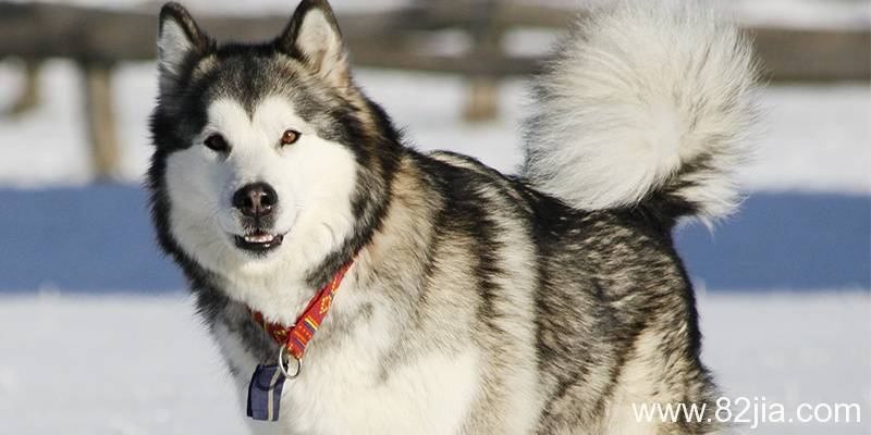 阿拉斯加犬多少钱一只（阿拉斯加雪橇犬介绍） 第1张
