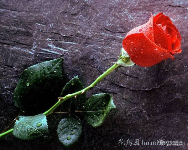 红玫瑰的花语（红玫瑰的美丽传说！） 第1张