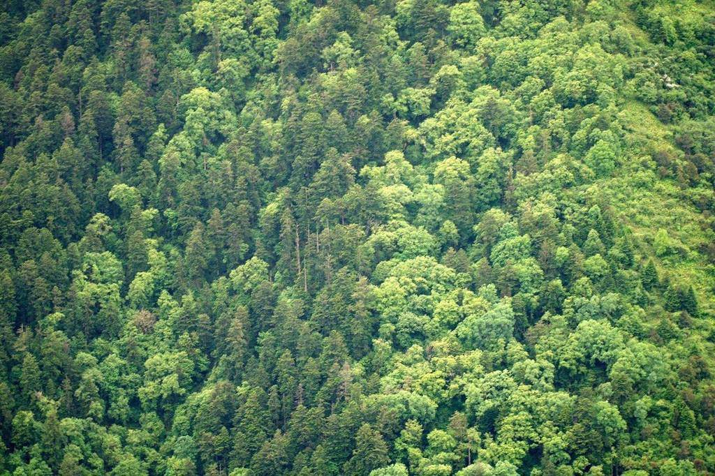 森林资源管理（四川启用森林资源管理“一张图”） 第4张