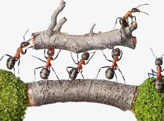 永久去除蚂蚁的小妙招有那些（家里很多蚂蚁找不到源头就用这几招） 第1张