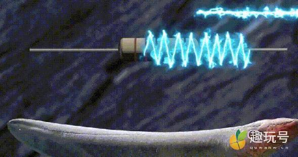 电鳗为什么会放电（电鳗放电的原理） 第6张