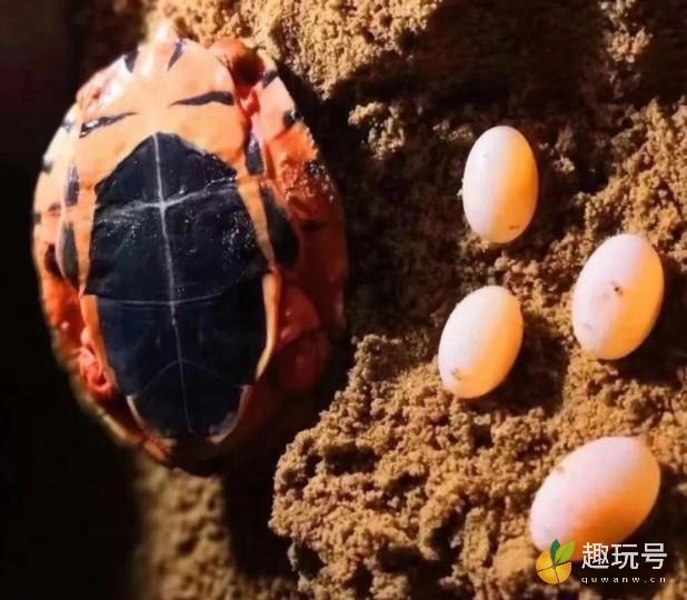 乌龟蛋怎么孵化用什么沙子（乌龟蛋孵化教程附带图片） 第5张