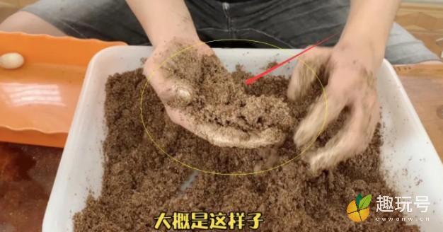乌龟蛋怎么孵化用什么沙子（乌龟蛋孵化教程附带图片） 第3张