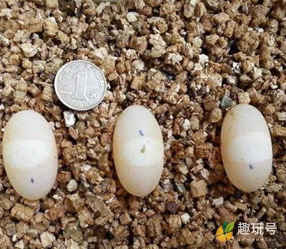 乌龟蛋怎么孵化用什么沙子（乌龟蛋孵化教程附带图片） 第1张