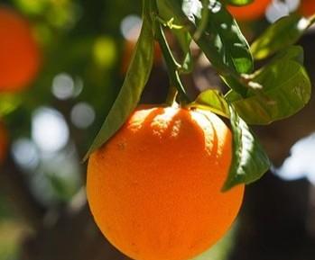 橙子的功效与作用（吃橙子有什么好处？） 第1张