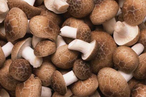 最好吃的十种蘑菇（人工种植十大食用菌） 第1张