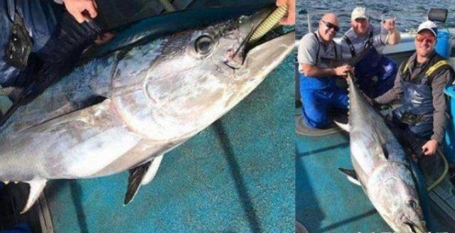 山东渔民捕获2万斤重鲨鱼 第1张