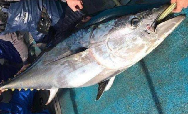 山东渔民捕获2万斤重鲨鱼 第2张
