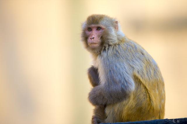 袖珍石猴可以合法饲养吗,日本袖珍石猴可以养吗 第1张