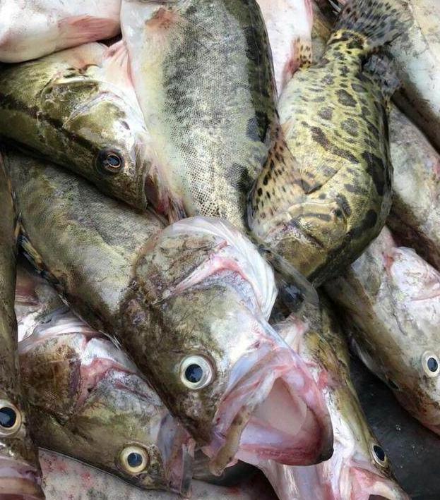 安徽臭鳜鱼是哪里的 臭鳜鱼做法分享 第1张