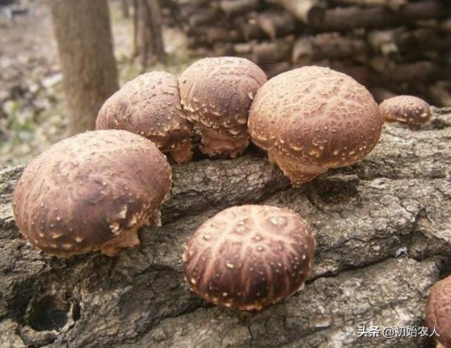 椴木香菇多久出菇 种植椴木香菇应该注意些什么 第1张