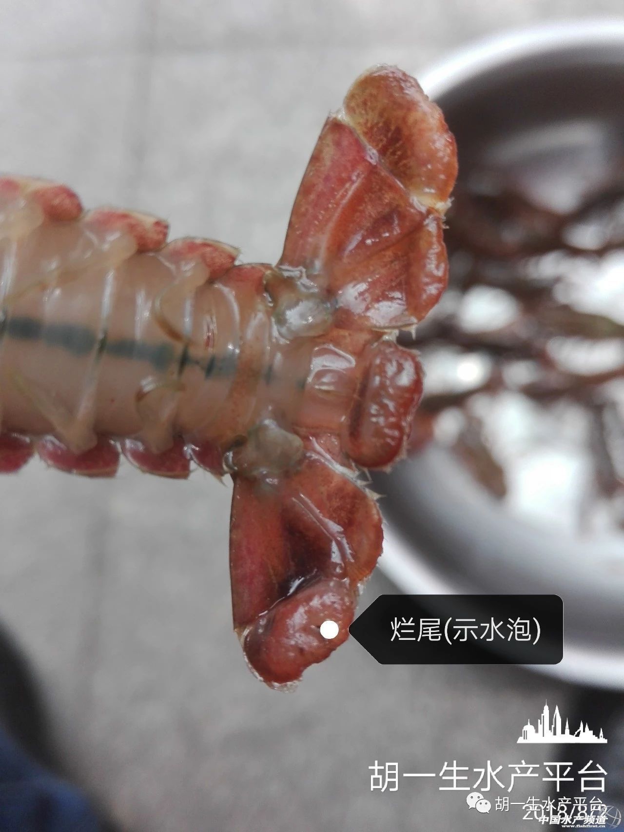 龙虾繁育业（14个小龙虾繁育处置重心，先领会，后出道！） 第3张