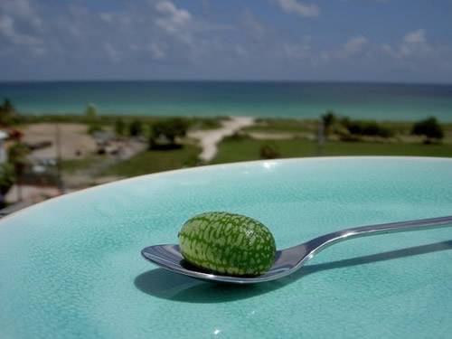 世界最小西瓜（世界最小西瓜真是西瓜吗？） 第1张