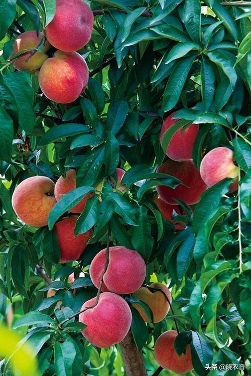 桃子属于什么种类的水果（桃类水果有哪些品种） 第1张