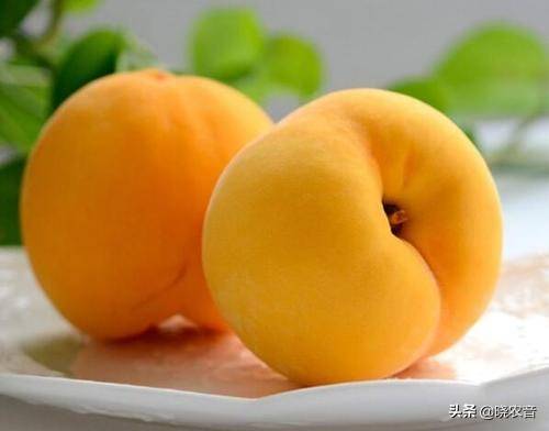 桃子属于什么种类的水果（桃类水果有哪些品种） 第2张