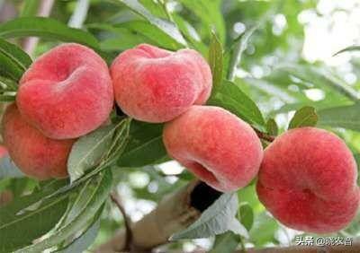 桃子属于什么种类的水果（桃类水果有哪些品种） 第3张