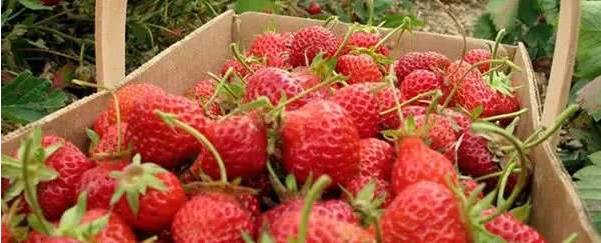 草莓什么时候种植最好？（草莓几月份种植最好） 第1张