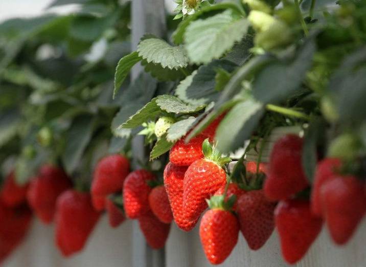 草莓什么时候种植最好？（草莓几月份种植最好） 第3张