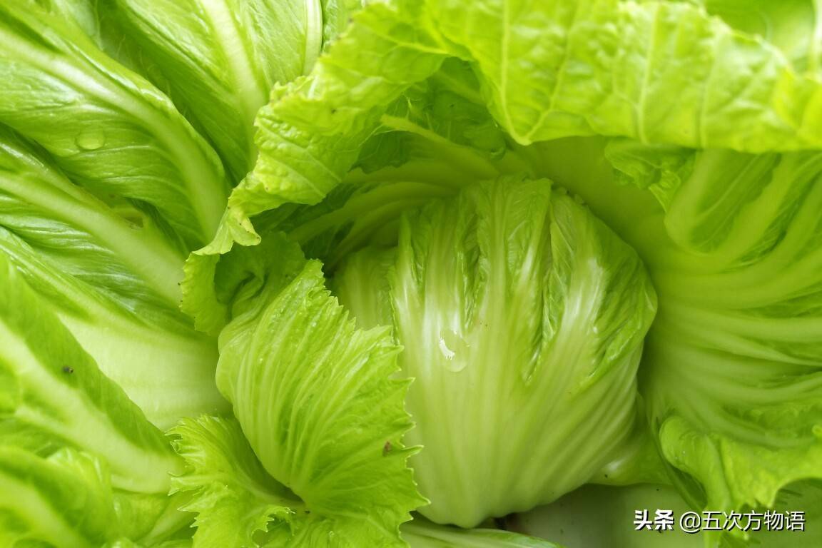 十字花科蔬菜（甲状腺结节不能吃十字花科蔬菜吗） 第21张