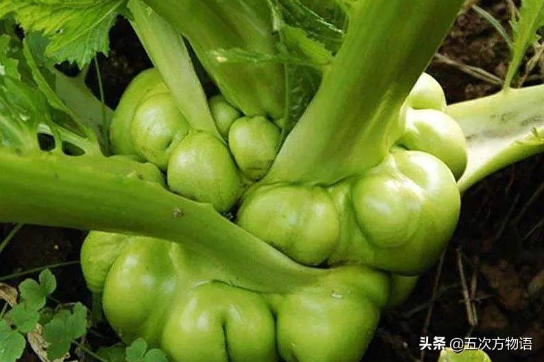 十字花科蔬菜（甲状腺结节不能吃十字花科蔬菜吗） 第29张