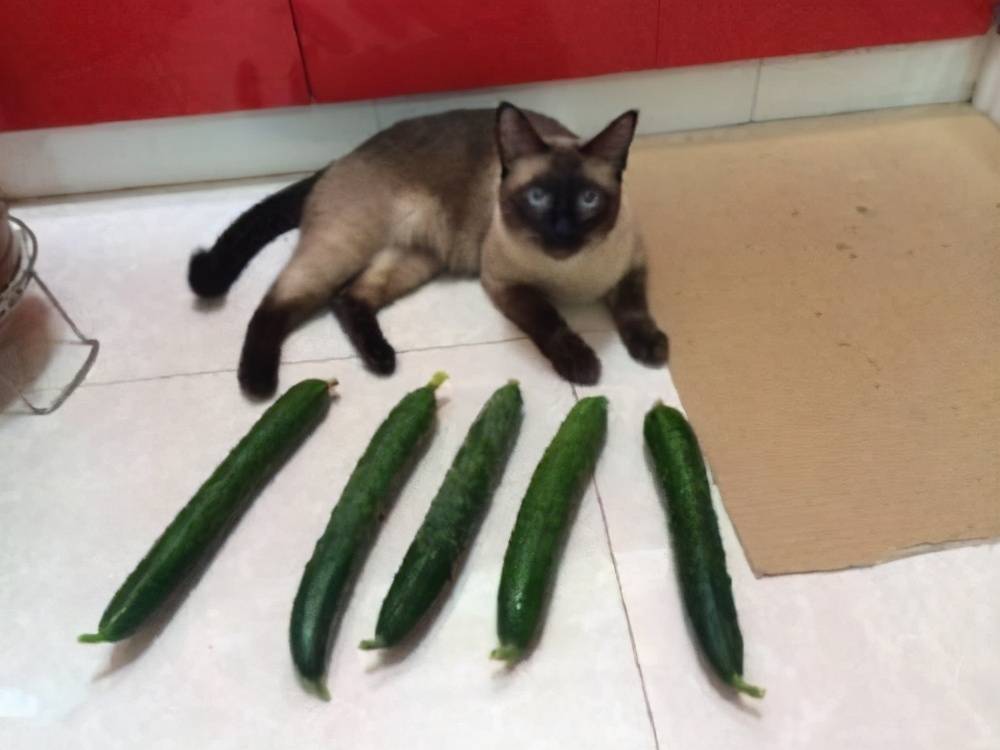 猫怕黄瓜（猫咪为什么怕黄瓜？） 第1张