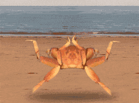 螃蟹能活多久(螃蟹在家里跑了多久死) 第1张