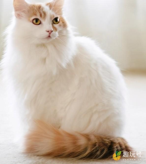 世界十大最漂亮的猫（最漂亮的猫排名） 第6张
