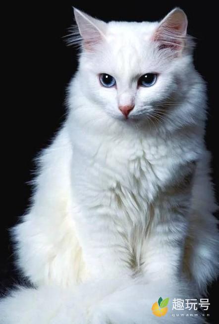 世界十大最漂亮的猫（最漂亮的猫排名） 第2张