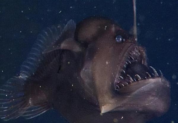 10000米恐怖深海鱼图片（深海鱼图片大全及名称） 第5张