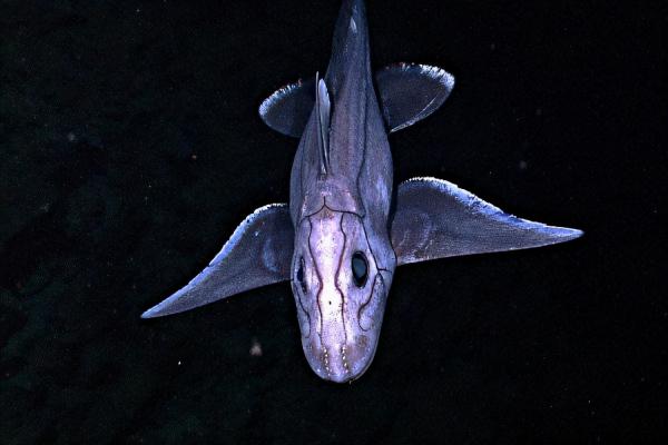 10000米恐怖深海鱼图片（深海鱼图片大全及名称） 第15张