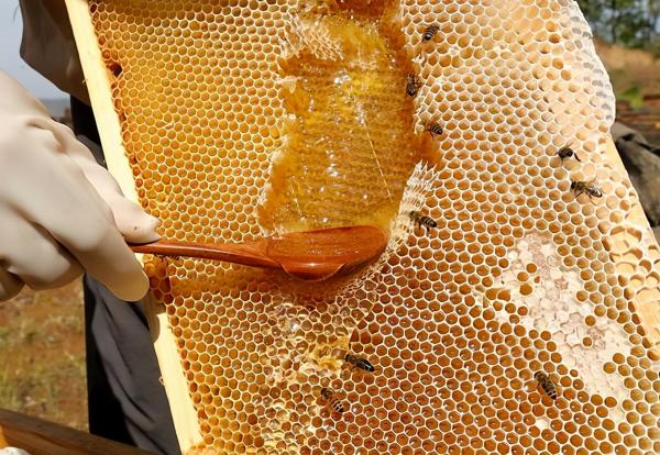 进口蜂蜜品牌排行榜前十名（全球十大蜂蜜品牌排行榜） 第3张