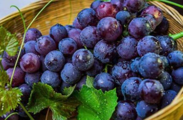 世界公认十大健康水果排行榜（世界上最营养的水果排名） 第10张