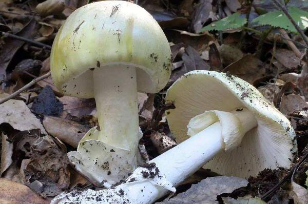 最致命的十种毒蘑菇（世界上最毒的蘑菇毒性最大的） 第1张