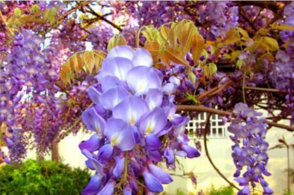 常见的紫色花有哪些（开紫色花的树图片及名称） 第3张