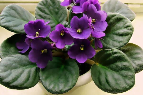 常见的紫色花有哪些（开紫色花的树图片及名称） 第5张