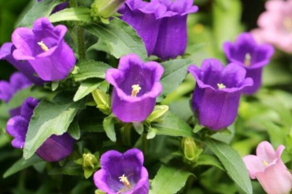 常见的紫色花有哪些（开紫色花的树图片及名称） 第8张