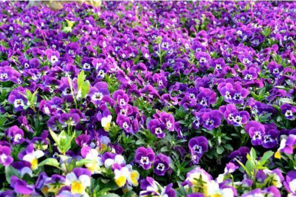 常见的紫色花有哪些（开紫色花的树图片及名称） 第6张