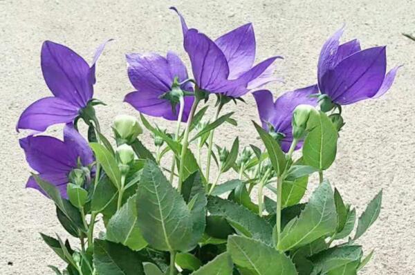 常见的紫色花有哪些（开紫色花的树图片及名称） 第7张