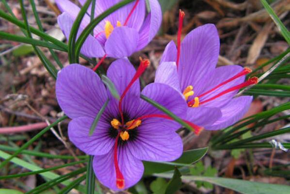 常见的紫色花有哪些（开紫色花的树图片及名称） 第10张