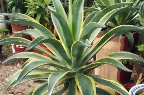 最耐旱的十大室内植物（适合室内耐旱耐寒的植物） 第10张