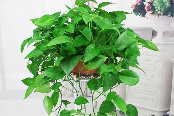 室内最容易养活的植物（客厅最好养的大型绿植） 第2张