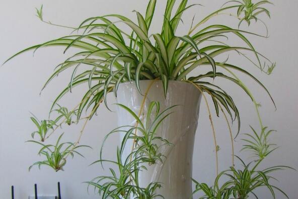 室内最容易养活的植物（客厅最好养的大型绿植） 第3张