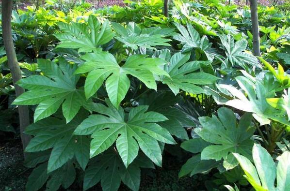 最耐阴耐寒的十大漂亮植物（喜阴耐寒的室内植物） 第10张