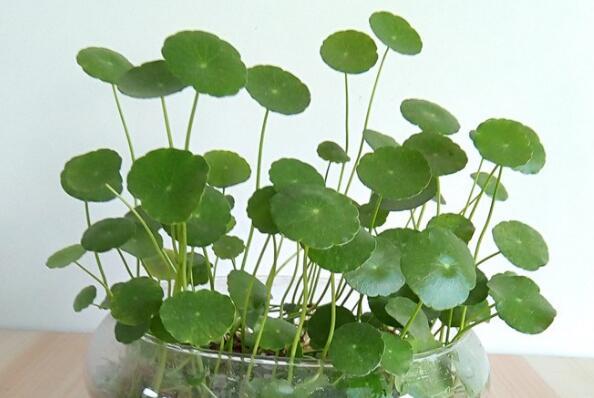 室内最容易养活的植物（客厅最好养的大型绿植） 第6张