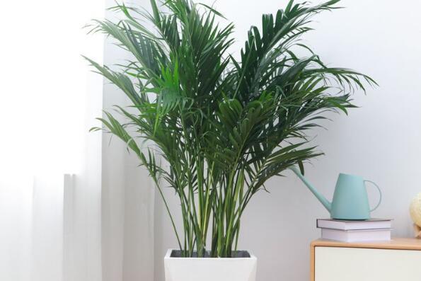 室内最容易养活的植物（客厅最好养的大型绿植） 第4张