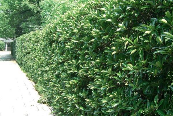 常见的十大绿篱植物（可以做绿篱的植物介绍） 第6张