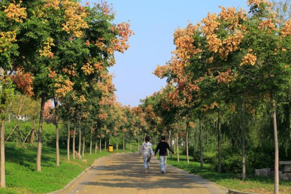 最受欢迎的绿化树品种（中国最美绿化行道树） 第4张