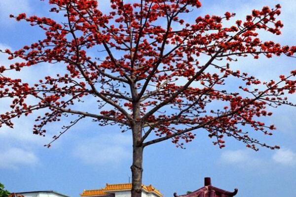 最受欢迎的绿化树品种（中国最美绿化行道树） 第6张