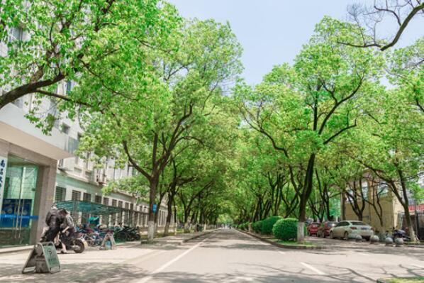 最受欢迎的绿化树品种（中国最美绿化行道树） 第9张